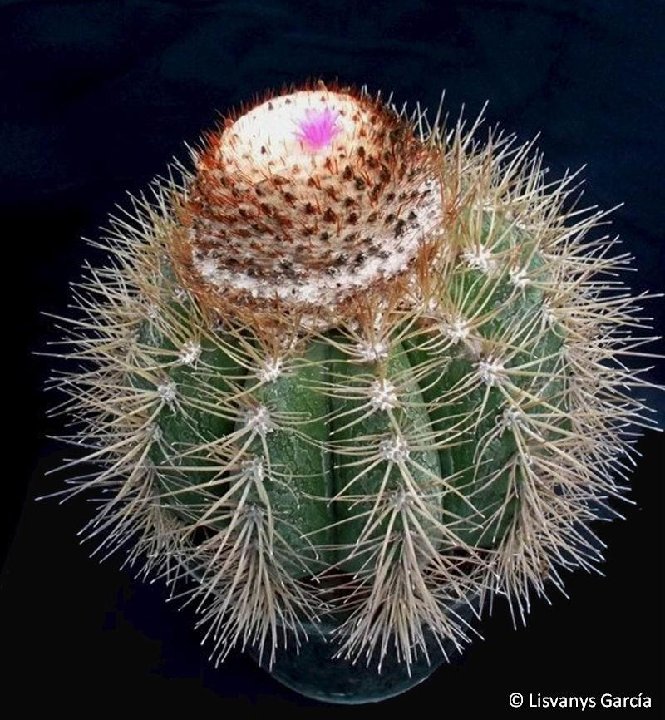 Melocactus perezassoi, Cu ©Lisvanys García